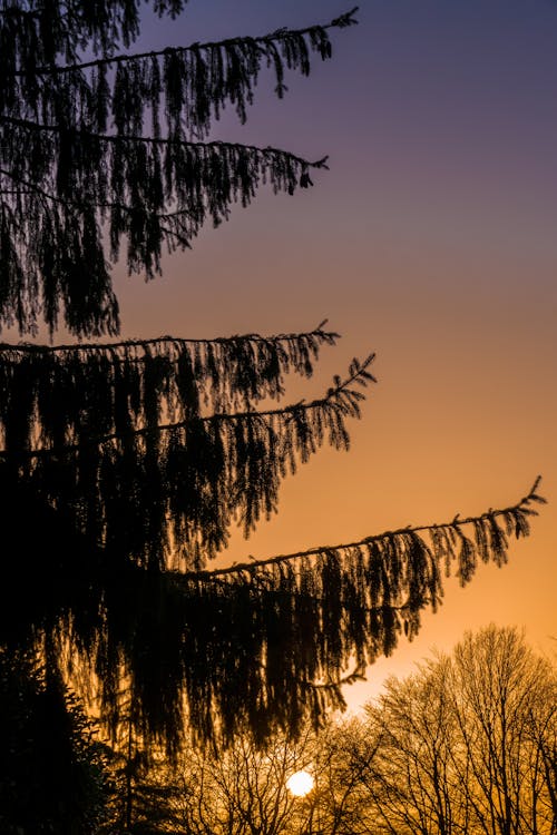 ağaç, akşam karanlığı, dallar içeren Ücretsiz stok fotoğraf