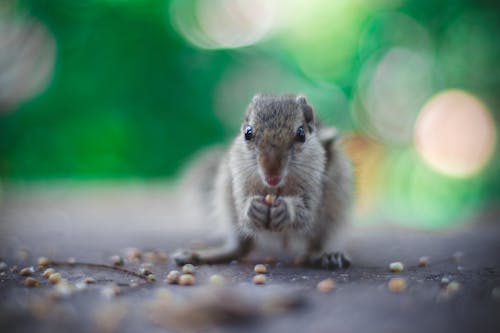 Selective Focus Photography of Gray Squirrel Holding Seeds