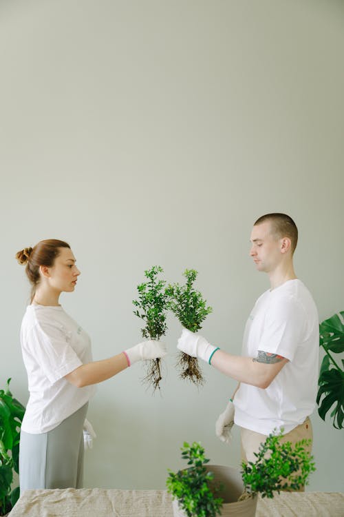 Základová fotografie zdarma na téma bílé košile, dia biljettpris 绿色 和平, držení