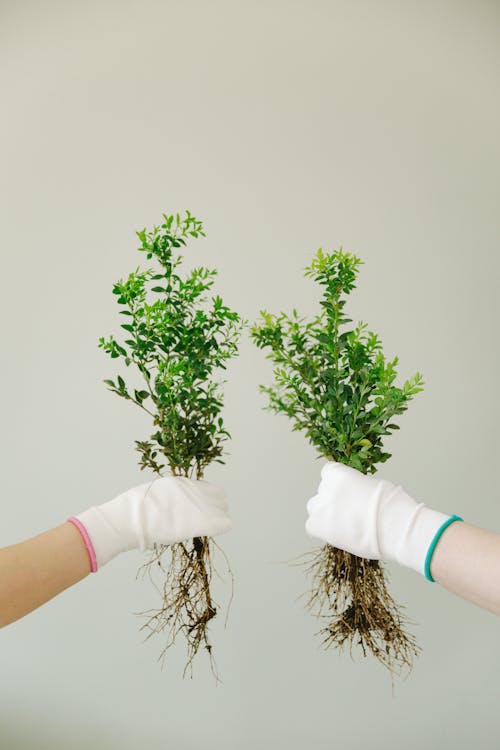 Hands with Gloves Holding Green Plants