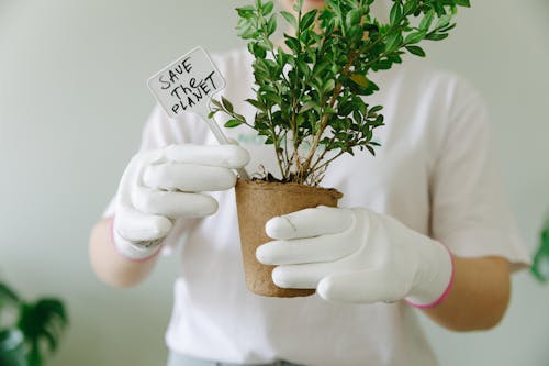 Free A Person in White Gloves Holding a Pot of Green Plant Stock Photo