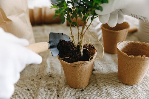 Immagine gratuita di avvicinamento, cazzuola, giardinaggio