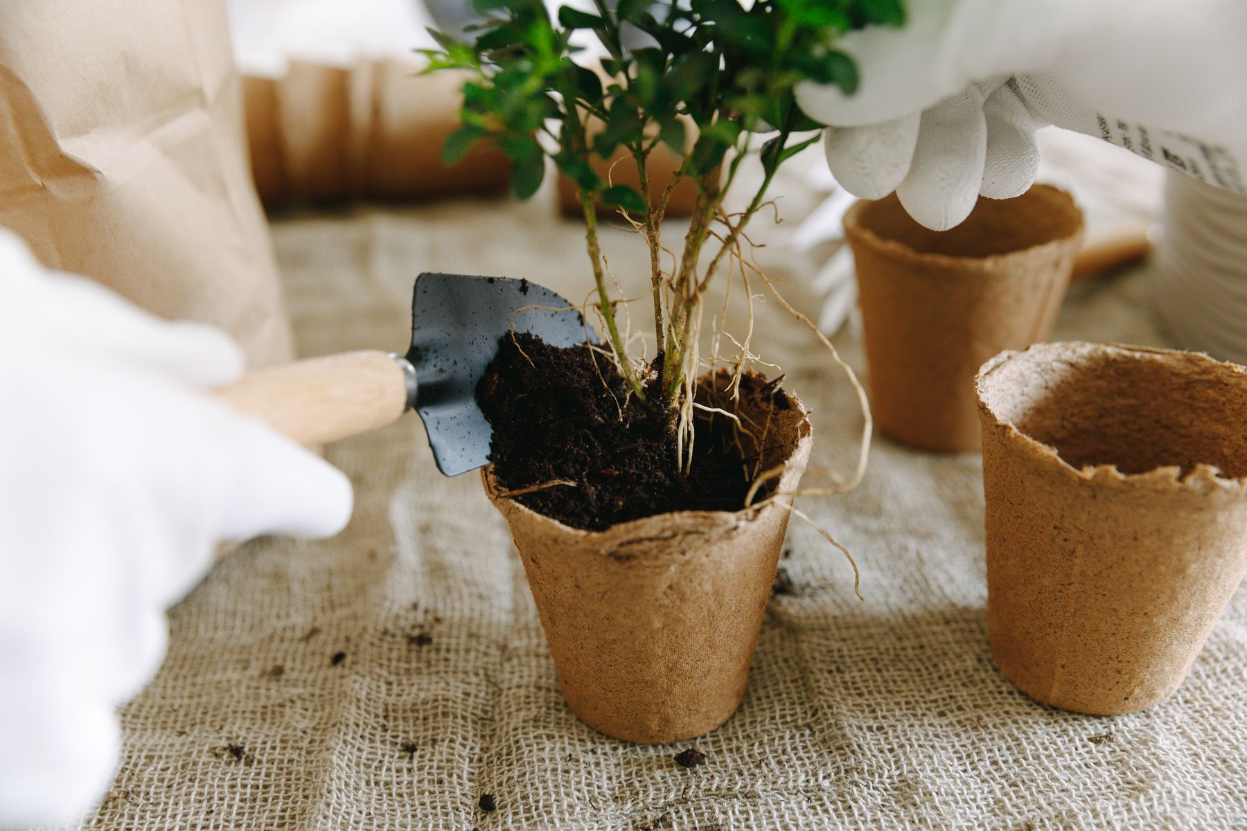 Gardener planting a young plant into a pot of soil