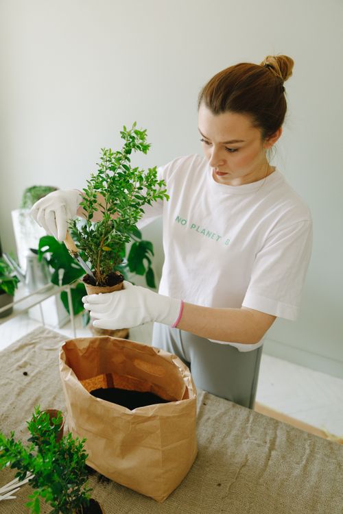 Free Young woman planting a sapling indoors, embracing eco-friendly lifestyle. Ideal for sustainability themes. Stock Photo