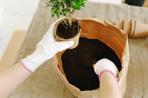 Foto profissional grátis de colocando, fechar-se, jardinagem