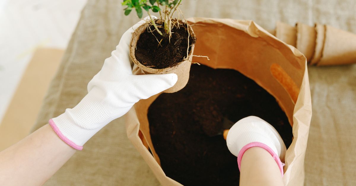 Close-up de mãos com luvas plantando uma muda de árvore em um vaso com terra dentro de casa.