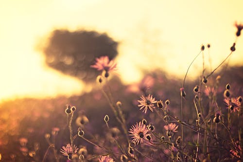 คลังภาพถ่ายฟรี ของ กลางแจ้ง, ดวงอาทิตย์, ดอกไม้