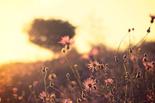 Selectieve Aandacht Fotografie Van Roze Bloemen