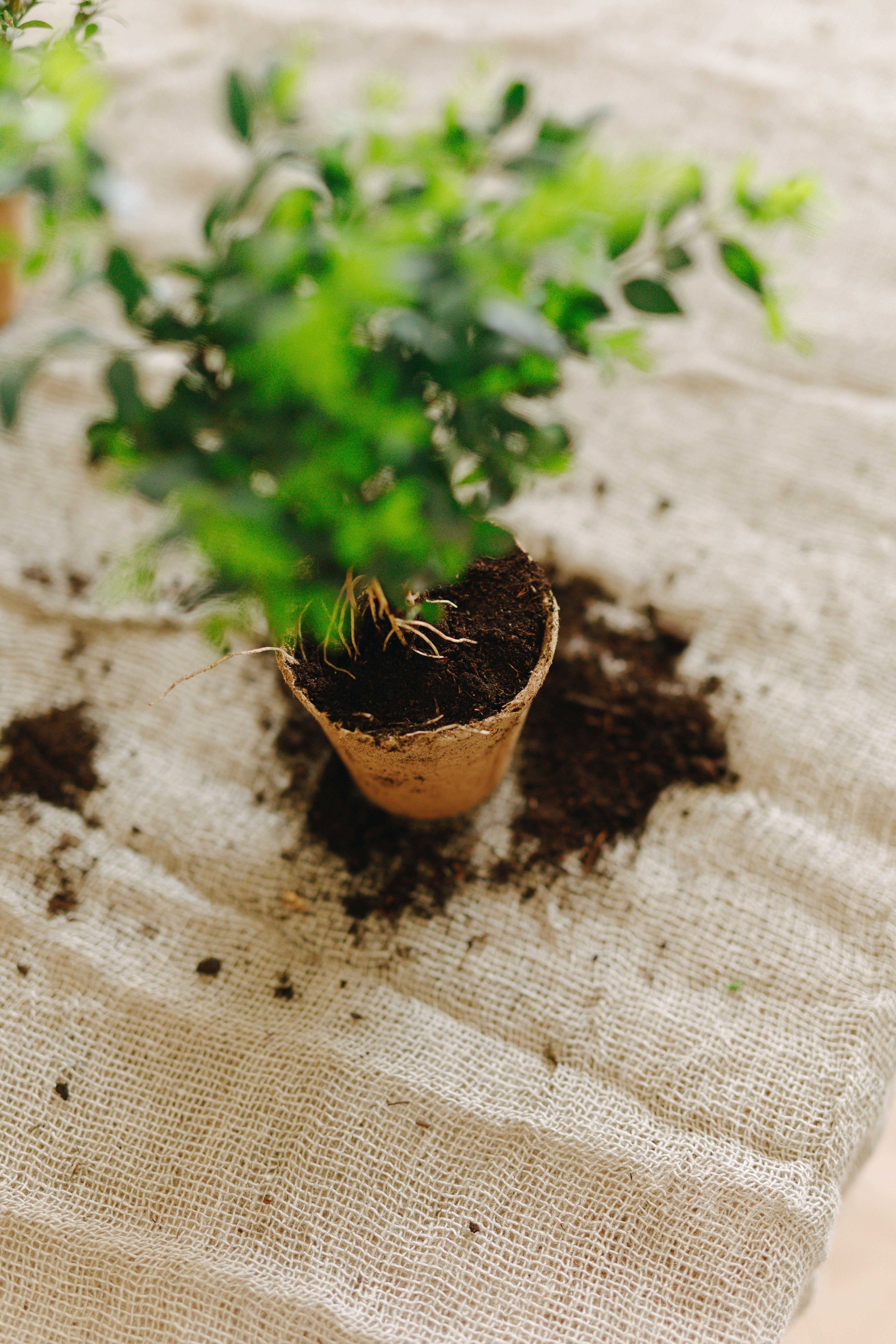 gardener carefully wrapping shrub root ball in burlap