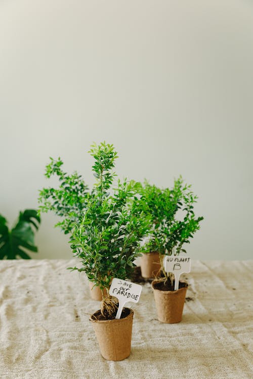 Plants on Paper Pots