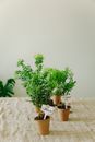 Green Plant on Brown Clay Pot