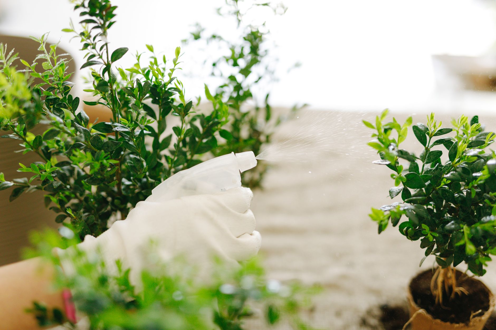 Hands in gloves using spray bottle to water green indoor potted plants, maintaining freshness.