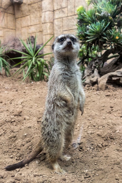 Free Close-Up Photo of a Meerkat Standing Stock Photo