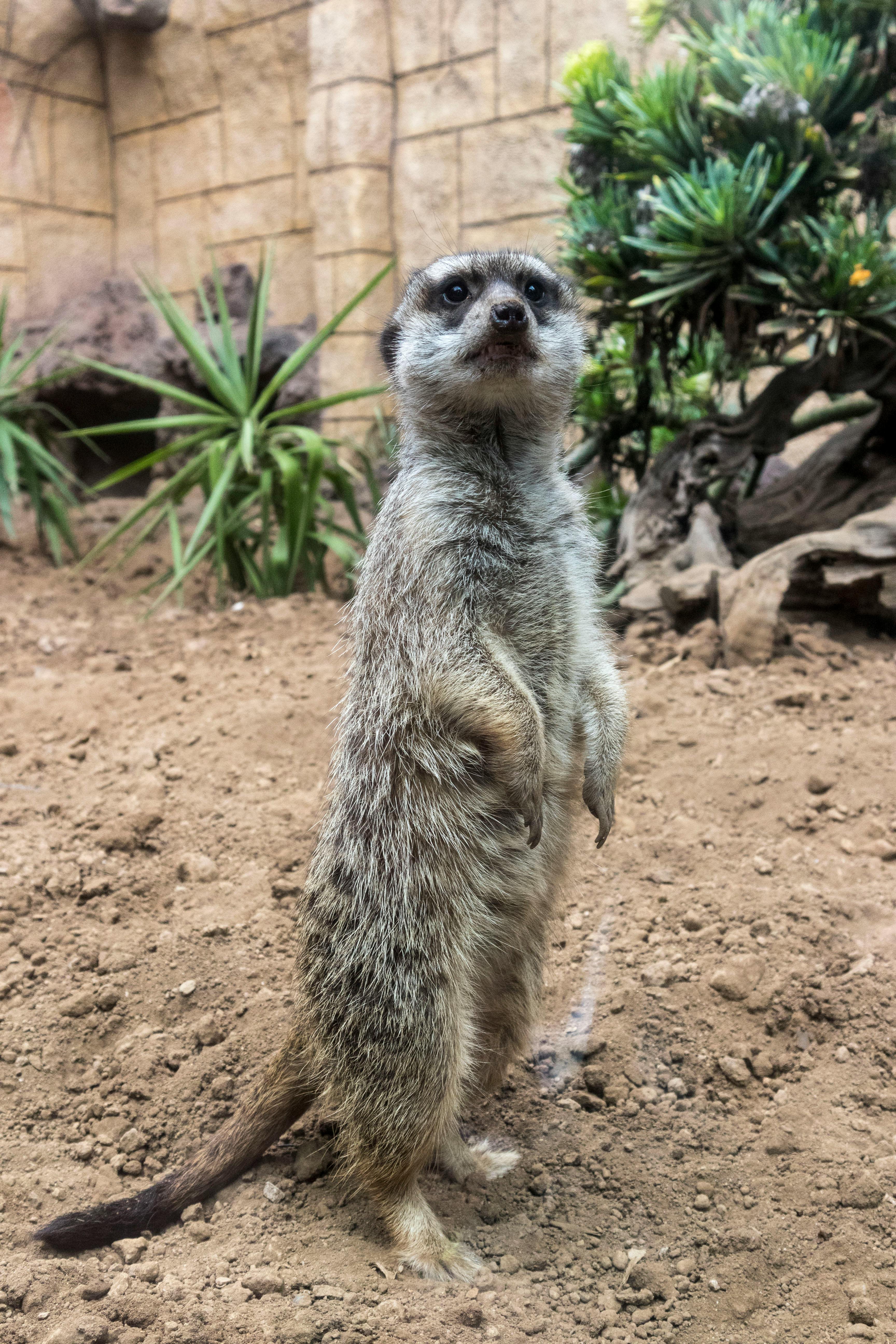 Brown Animal · Free Stock Photo Brown Animal · Free Stock Photo