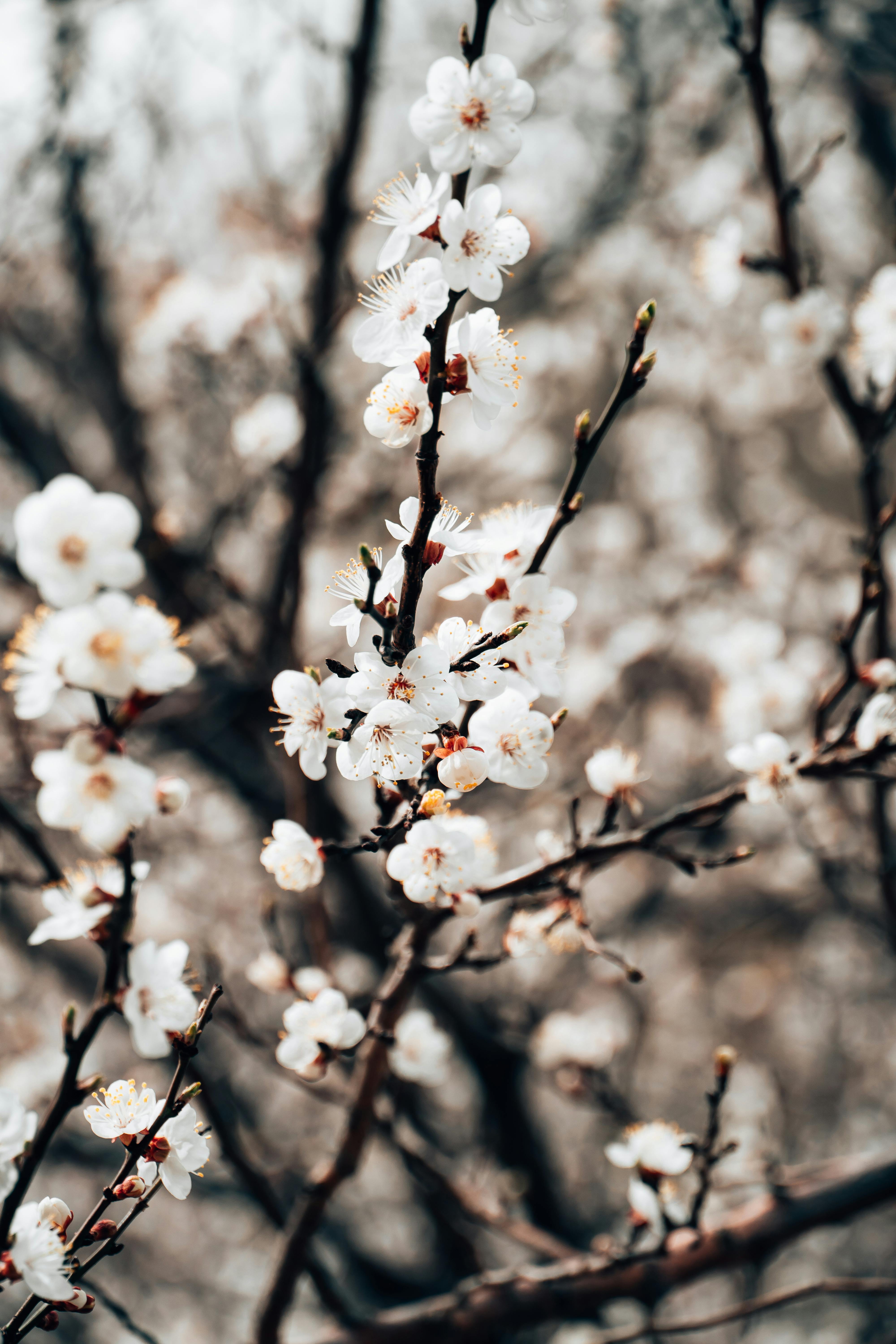 white cherry blossom tumblr