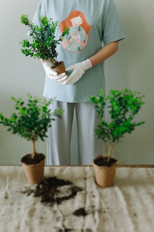 Free Person tending to indoor potted plants with gloves, focusing on greenery. Stock Photo