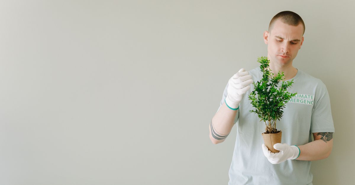Comment sauver une plante desséchée oubliée pendant les vacances ?