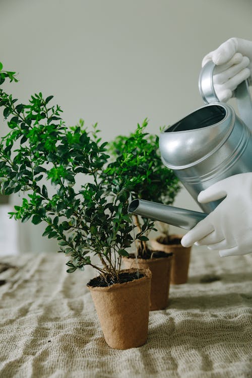 Free 噴壺, 增長, 植物的 的 免費圖庫相片 Stock Photo