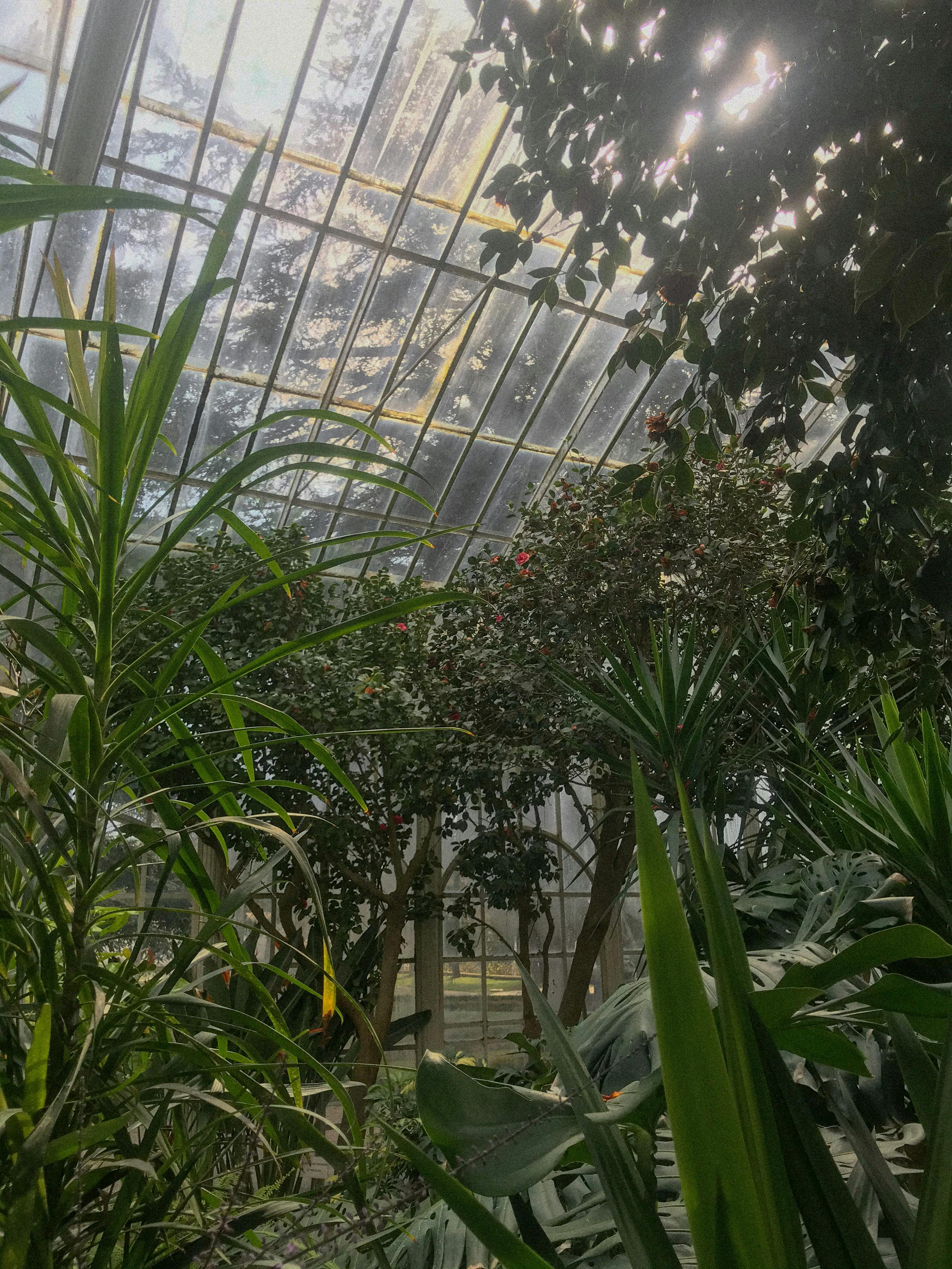 plants inside a greenhouse