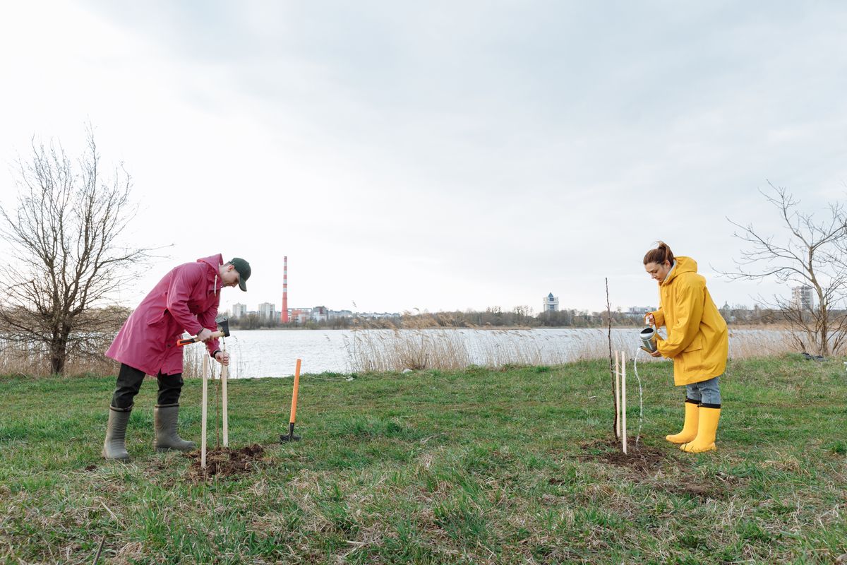People planting trees together