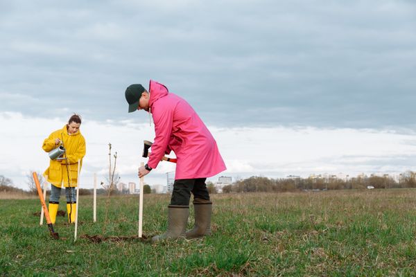 Tree plantation