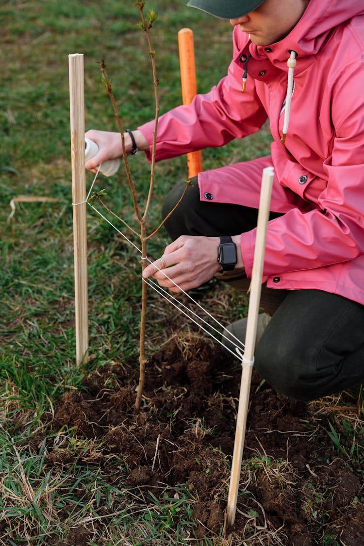 Volunteer Man Planting Tree In The Ground