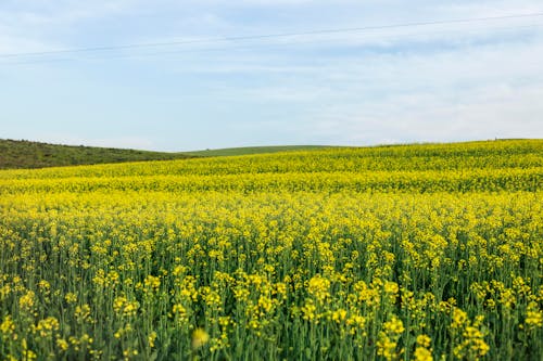 Beautiful Yellow Flower Field Under Blue Sky