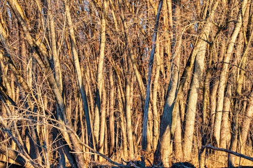 Foto d'estoc gratuïta de a l'aire lliure, arbres, arbres sense fulles