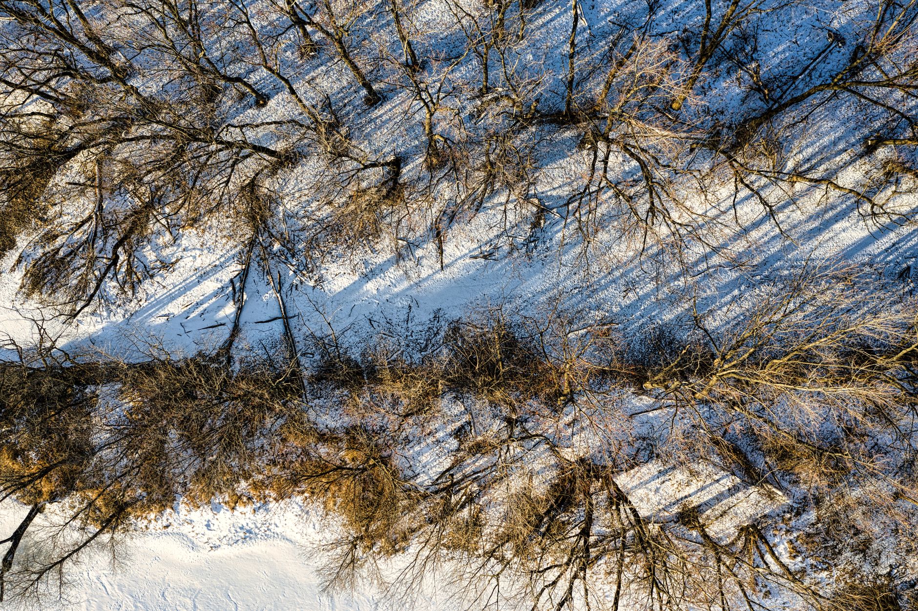 Aerial shot of snow-covered bare trees casting long shadows in West Newton, Minnesota.