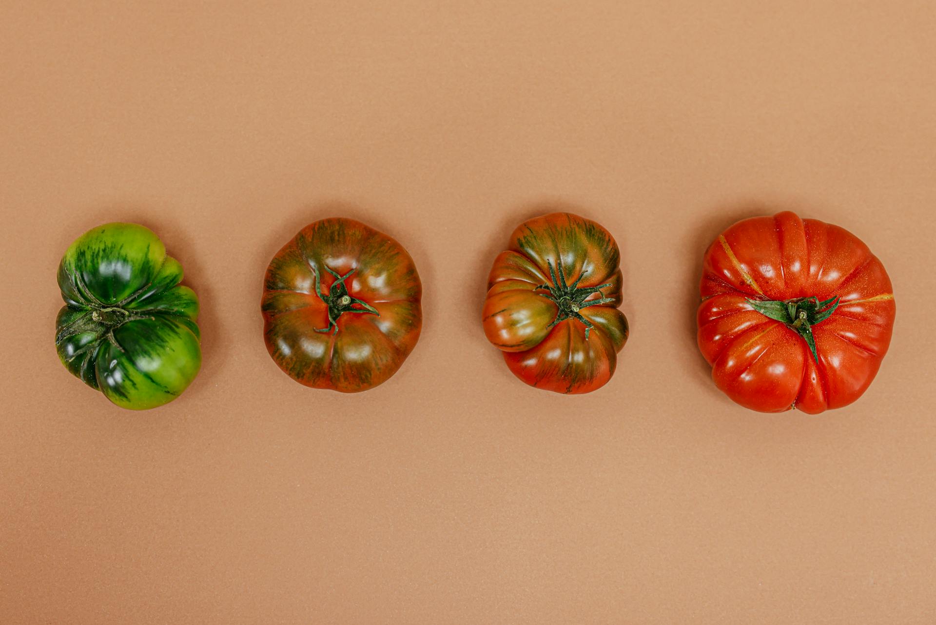 Tomates à différents stades de maturité