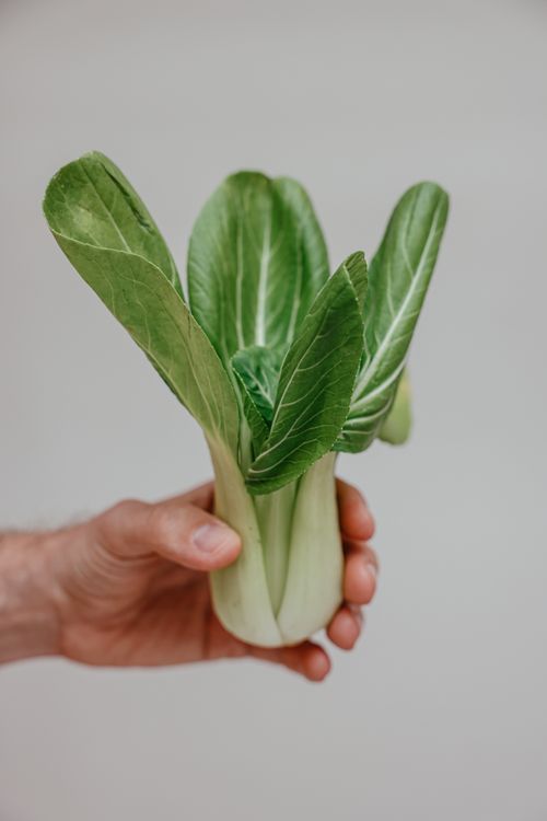 Free Close-up of a hand holding fresh green bok choy against a neutral background. Stock Photo