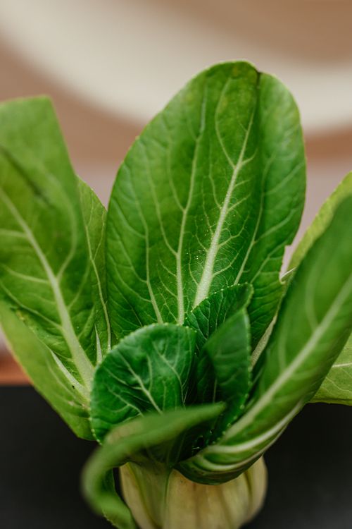 Free Close-up of fresh green bok choy, highlighting natural textures and vibrant color. Stock Photo