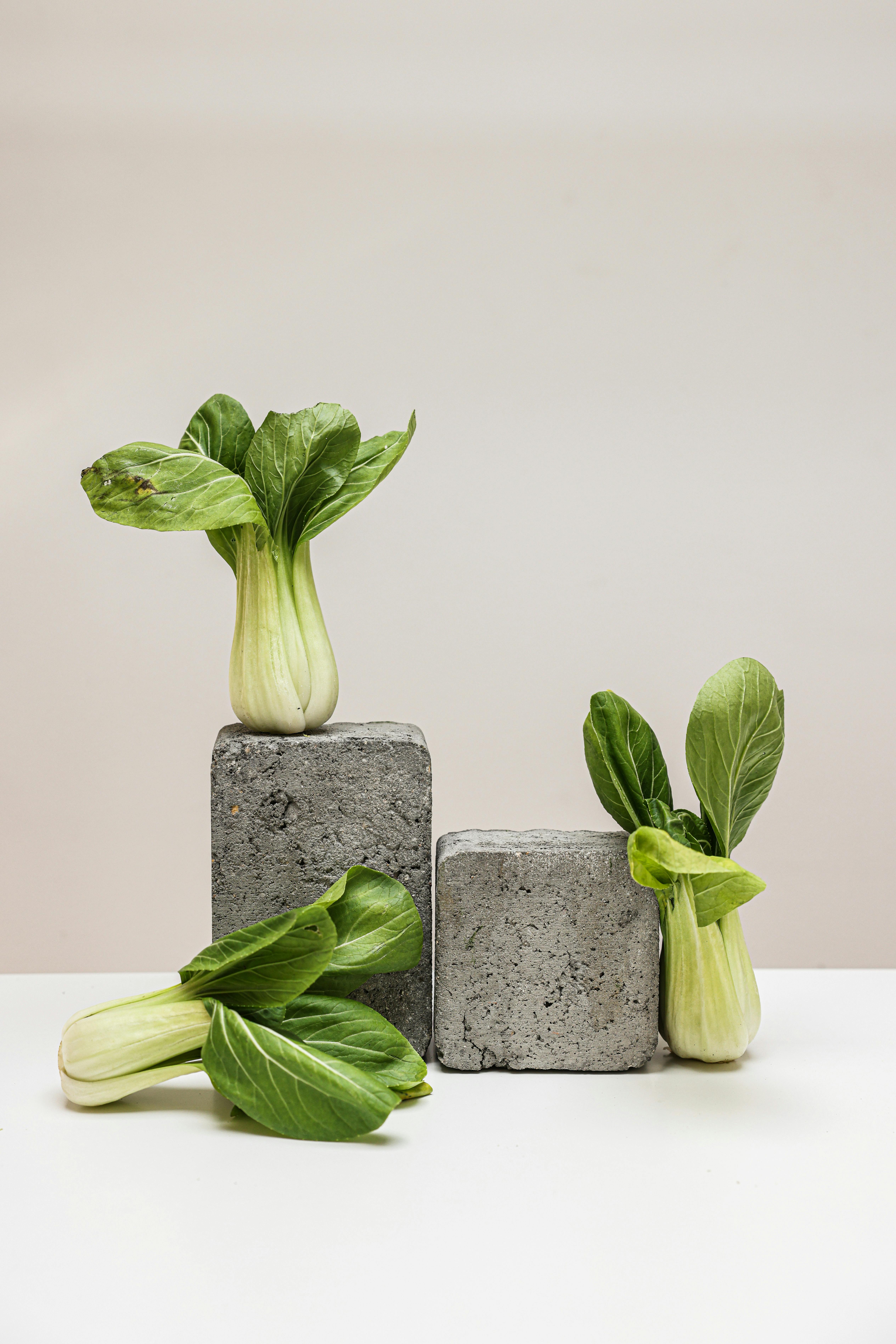 Bok choy arranged creatively on concrete blocks with a clean, minimalistic background.