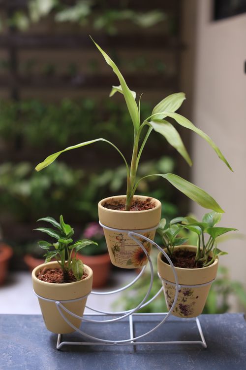 Free Elegant arrangement of potted houseplants indoors ideal for home decor. Stock Photo