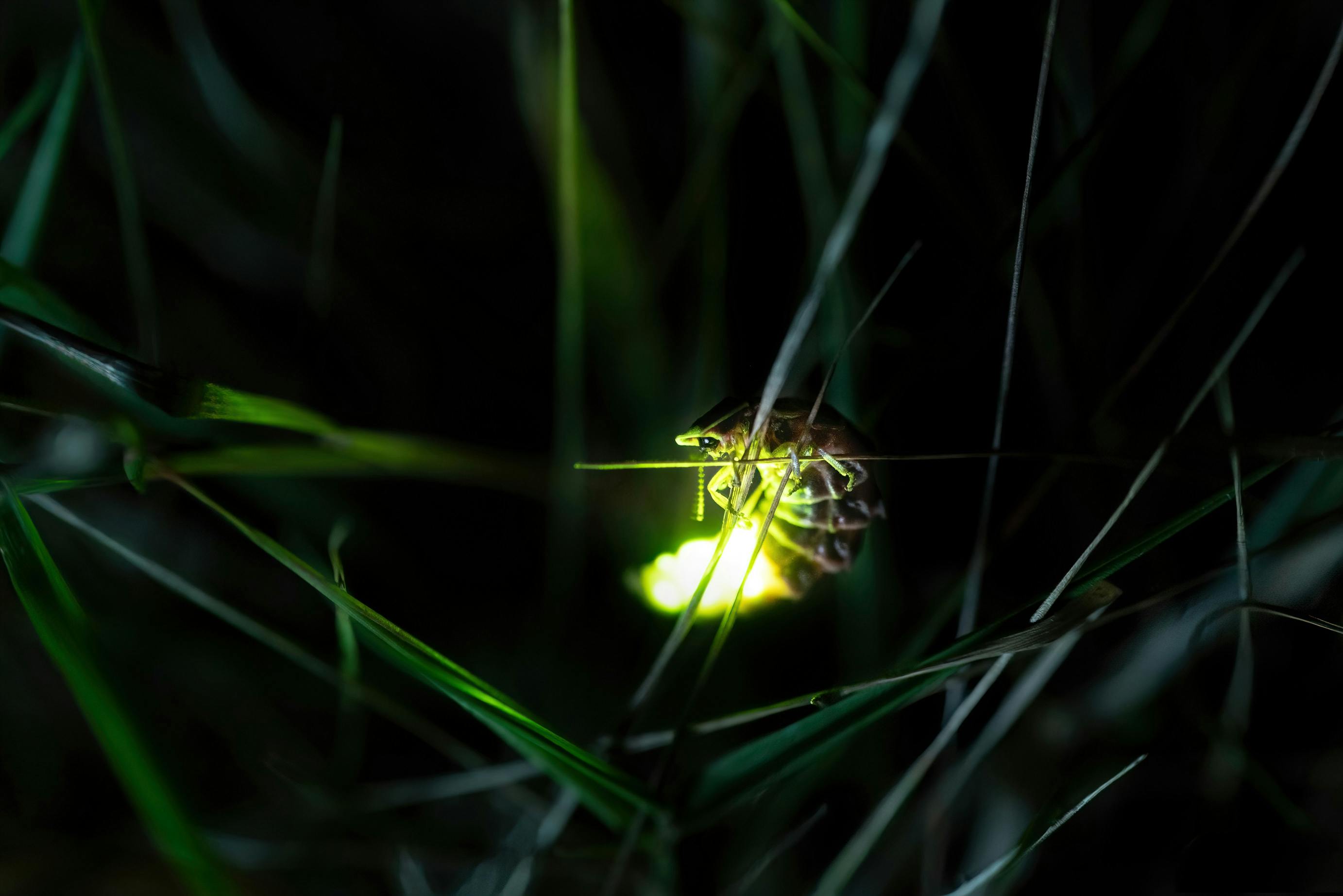 ▼原PO發現的蟲子是螢火蟲的幼蟲。（示意圖／翻攝自pexels）