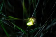Glowing Firefly on a Grass