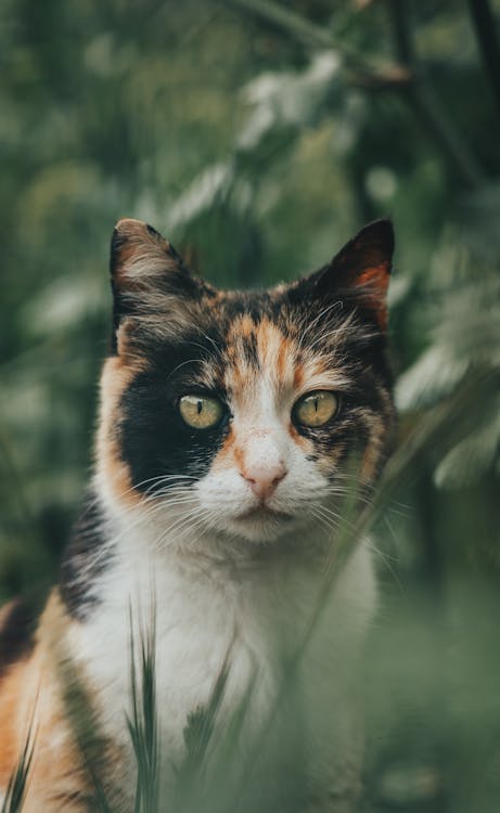 Free Close-Up Shot of a Calico Cat Stock Photo