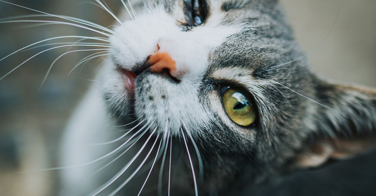 Cat One Photo Portrait of One-Eyed Cat · Free Stock Photo