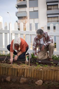 Elderly couple gardening in an urban vegetable patch, enjoying outdoor leisure activities.