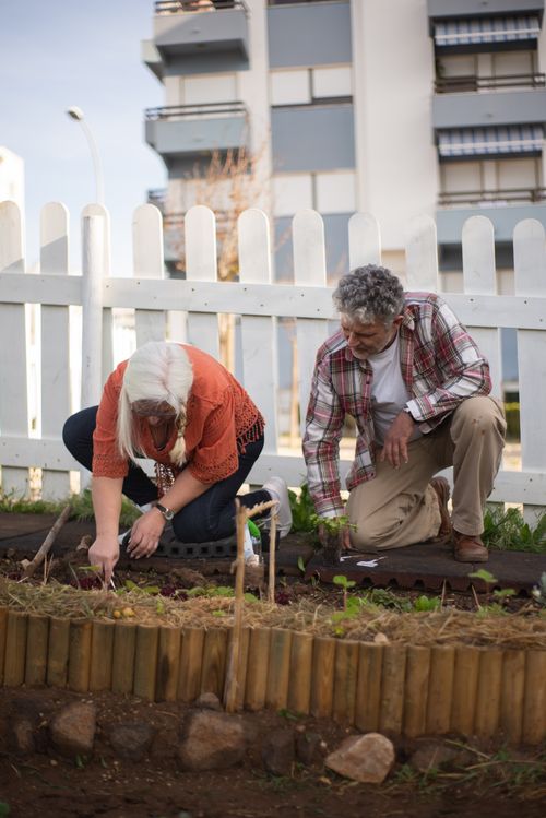 Free Elderly couple gardening in an urban vegetable patch, enjoying outdoor leisure activities. Stock Photo