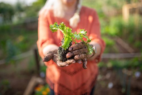 Free A gardener is holding a young plant in her dirt-covered hands, signifying growth and nature. Stock Photo