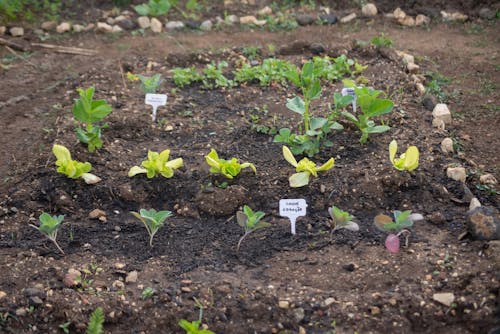 Kostnadsfri bild av anläggning, fröplanta, jord