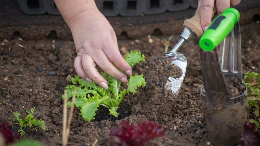 Winterizing the Lawn: What Fall Prep Actually Does for Spring Growth