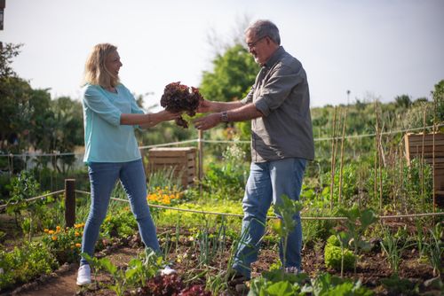 Free Elderly couple enjoying their time gardening and harvesting in a vegetable garden. Stock Photo