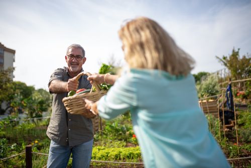 Free Cheerful senior couple enjoying gardening and harvesting vegetables outdoors in a sunny garden. Stock Photo
