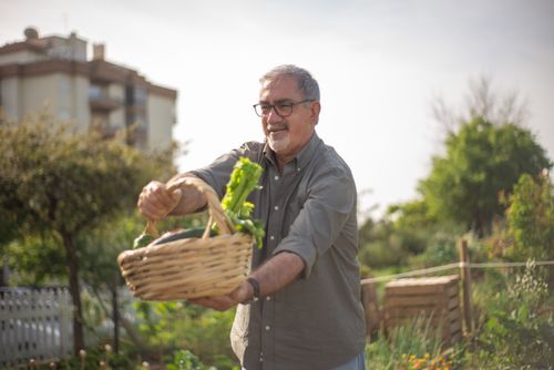Free Elderly man enjoying gardening and harvesting fresh vegetables in a sunny garden. Stock Photo