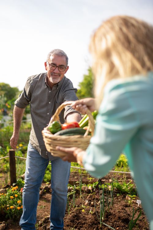 Free Smiling older couple in Portugal harvesting fresh vegetables in their garden. Stock Photo