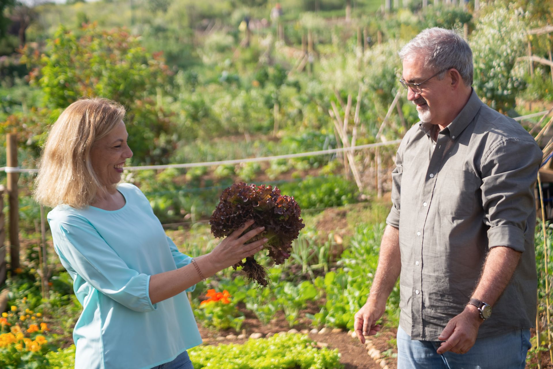 Elderly couple smiling while harvesting lettuce in their lush vegetable garden in Portugal.