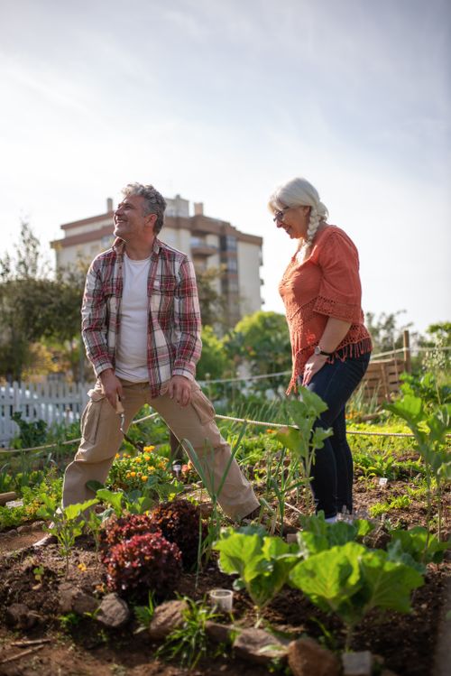 Free Senior couple enjoys gardening together in a vibrant vegetable garden outdoors under the sun. Stock Photo