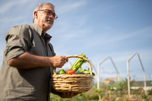 Free Senior man holding a basket of fresh vegetables in a garden on a sunny day in Portugal. Stock Photo